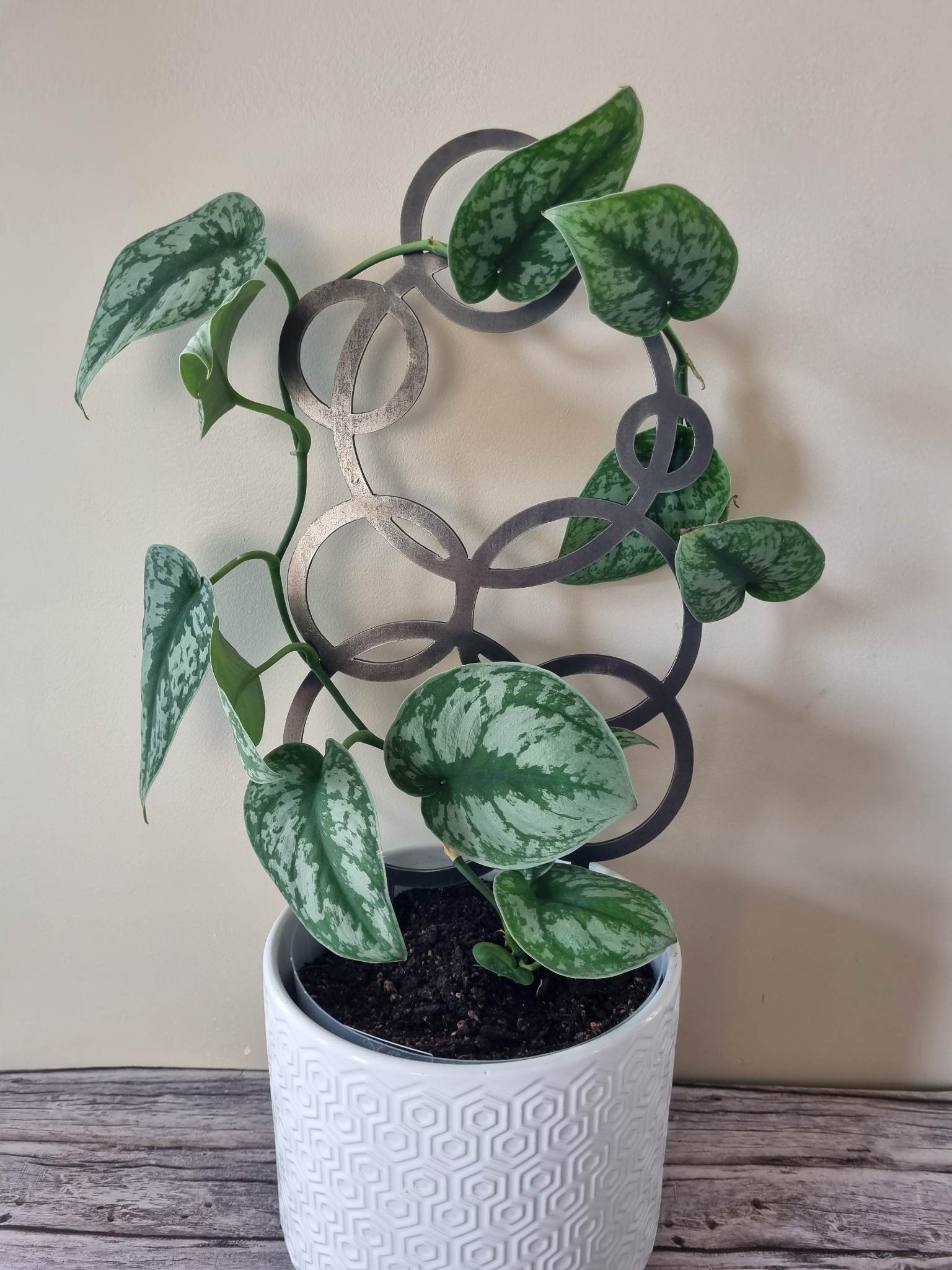 circle trellis for indoor plants Entwined Circle Trellis