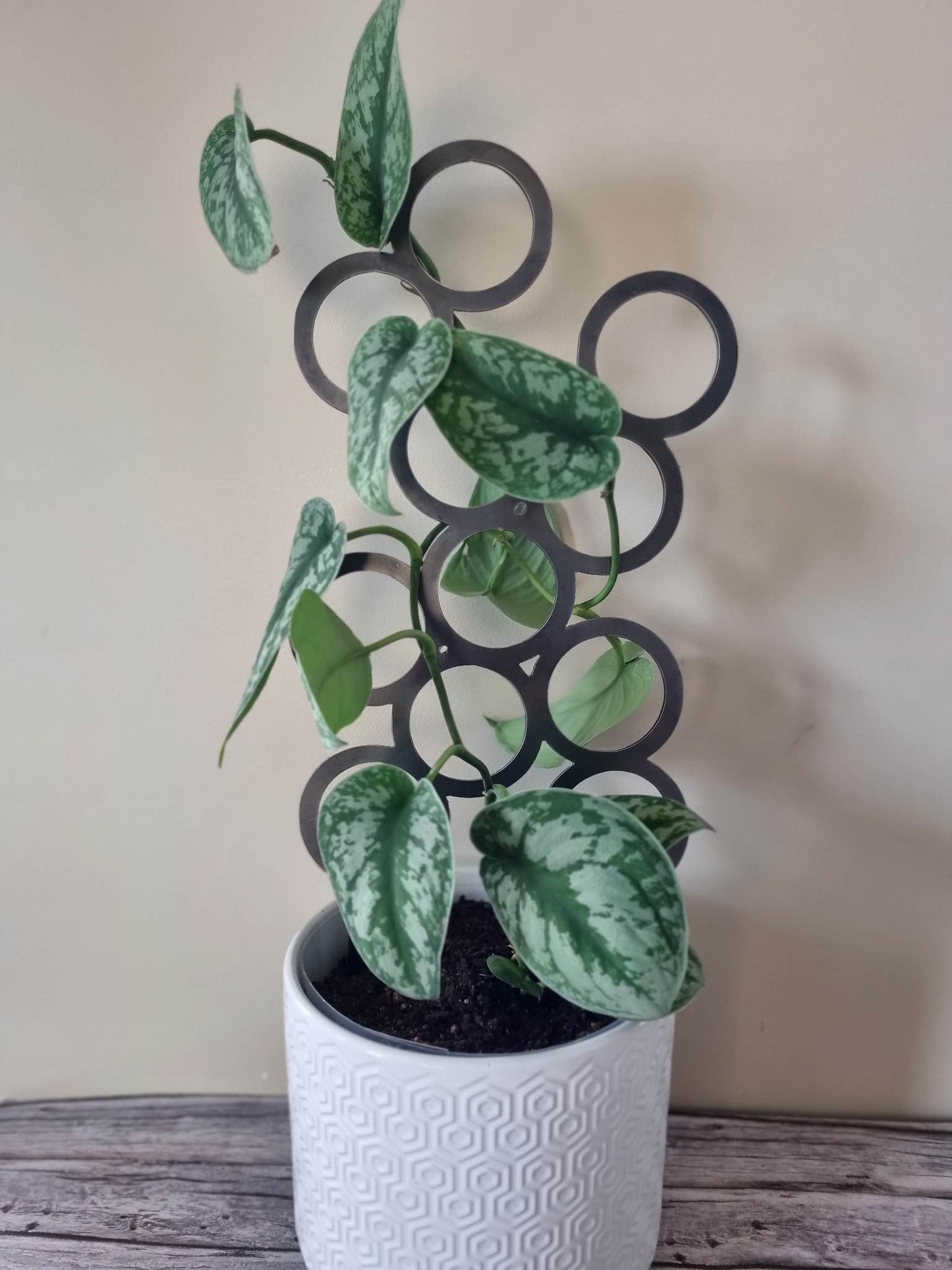 Circle Trellis