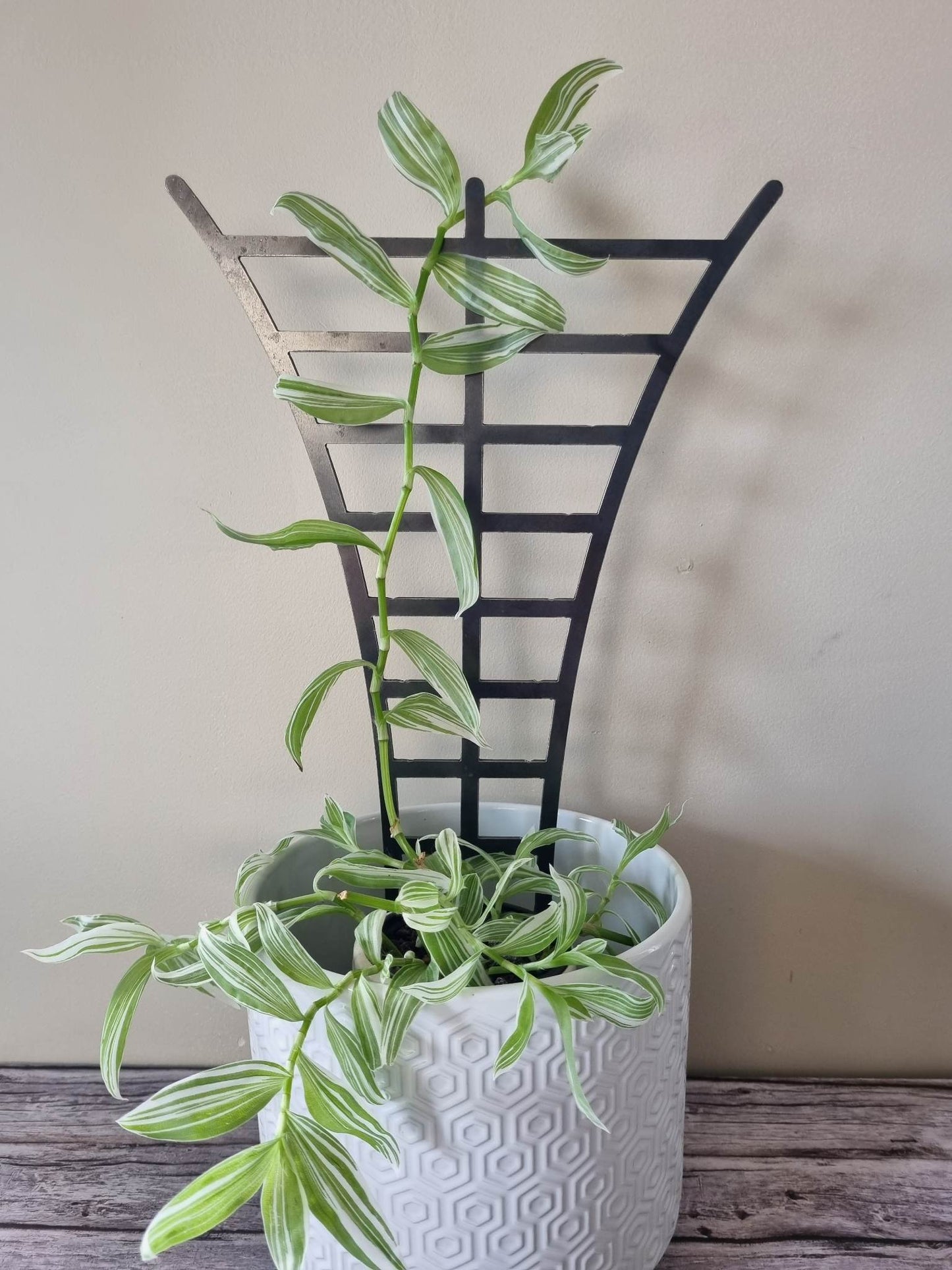 Ladder Plant Trellis